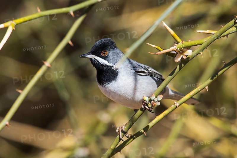 Rüppell's Warbler (Sylvia ruppeli) male, Eilat, Israel