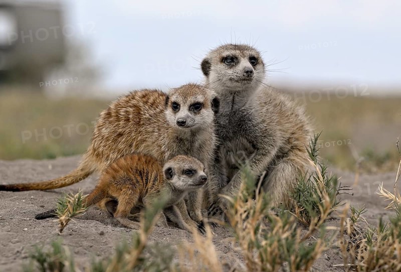 Meerkats or suricates (Suricata suricatta), mother with young, Makgadikgadi Salt Pans, Makgadikgadi Pans National Park, Central District, Botswana