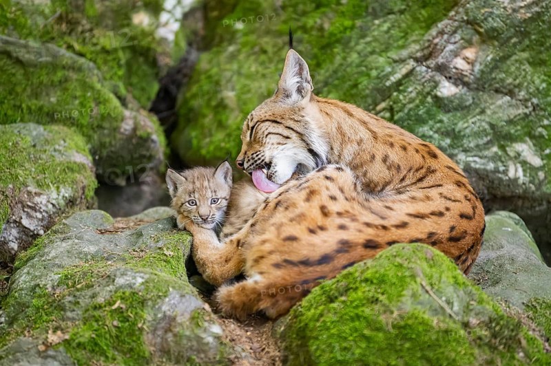 Eurasian lynx (Lynx lynx) mother with her youngsters (cubs) lying on a rock in a forest, Bavaria, Germany