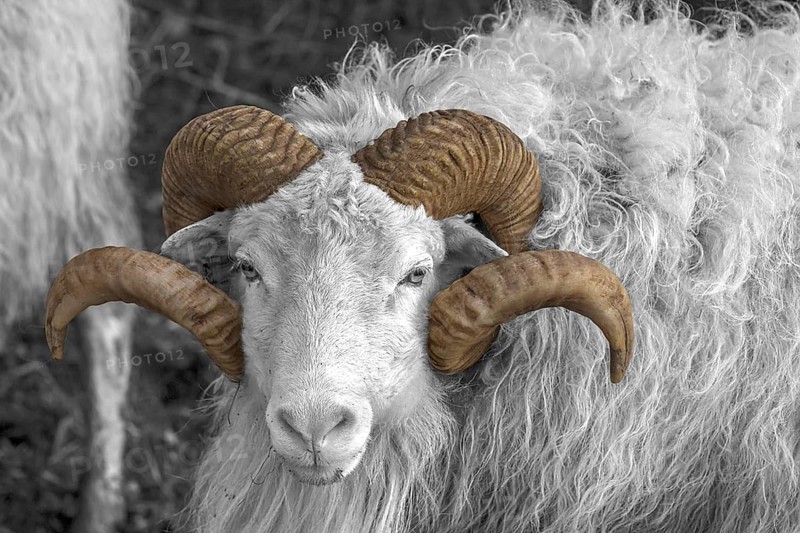 Sheep (Ovis aries), portrait of a male Moorschnucke with horn, black and white, Rehna, Mecklenburg-Vorpommern, Germany