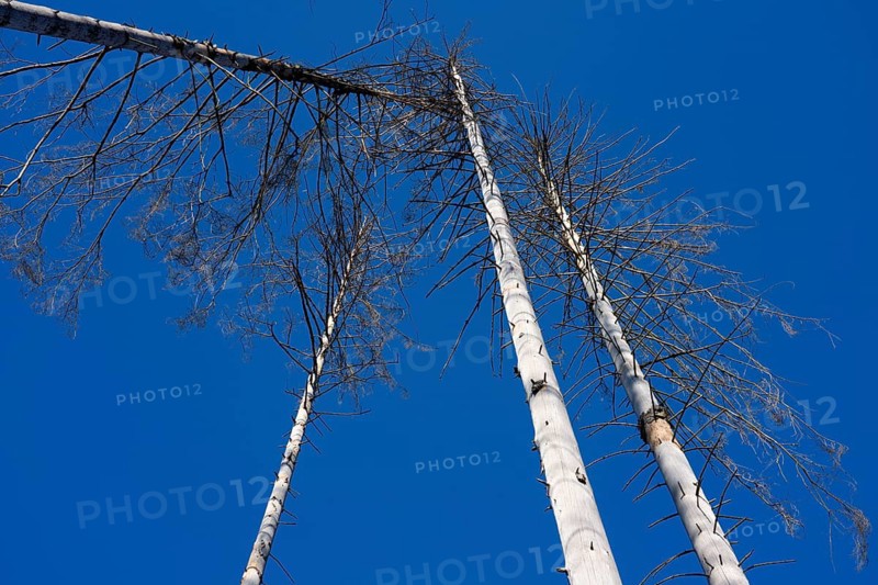 Dead Spruce (Picea abies) trees, Primeval forest Urwald Sababurg, Hofgeismar, Weser Uplands, Weserbergland, Hesse, Germany