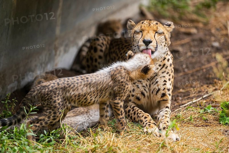 Cheetah (Acinonyx jubatus) mother with her youngster, captive, occurrence Africa