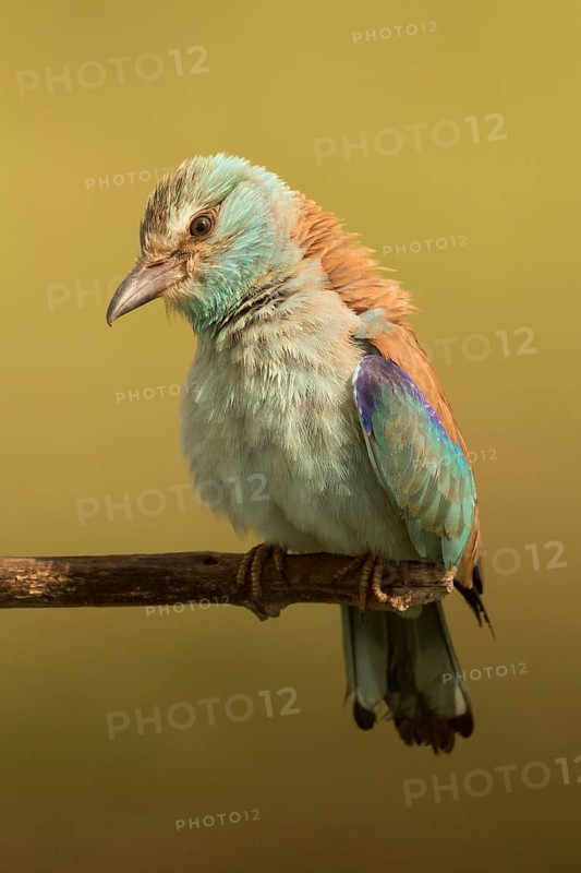 European Roller (Coracias garrulus) female perched on a branch, Serbia
