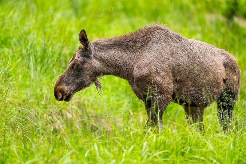 Eurasian elk (Alces alces) standing on a meadow in early summer, Bavarian Forest, Bavaria, Germany