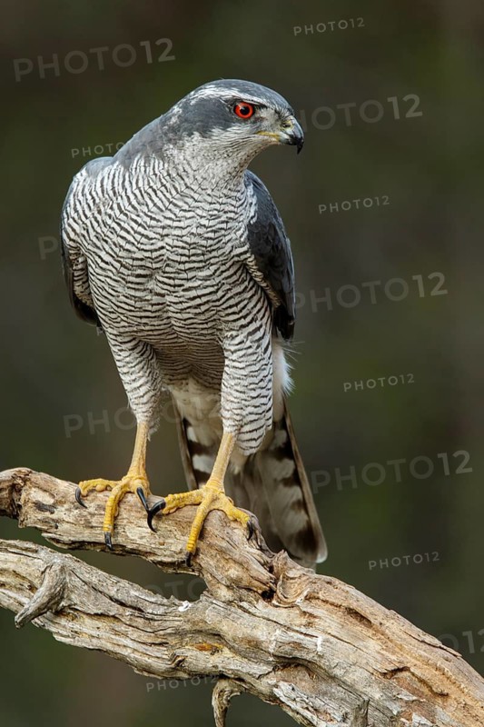 Northern Goshawk (Accipiter gentilis), adult male, Castile and Leon, Spain