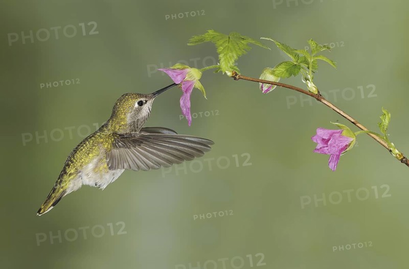 Anna's Hummingbird (Calypte anna), British Columbia, Canada