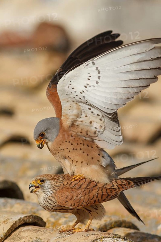 Lesser Kestrel (Falco naumanni), pair mating, Castile-La Mancha