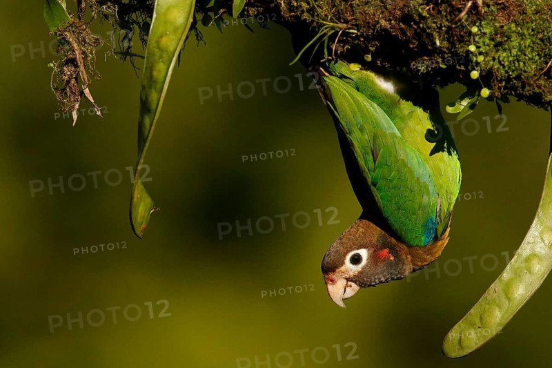Brown-hooded Parrot (Pyrilia haematotis), Costa Rica