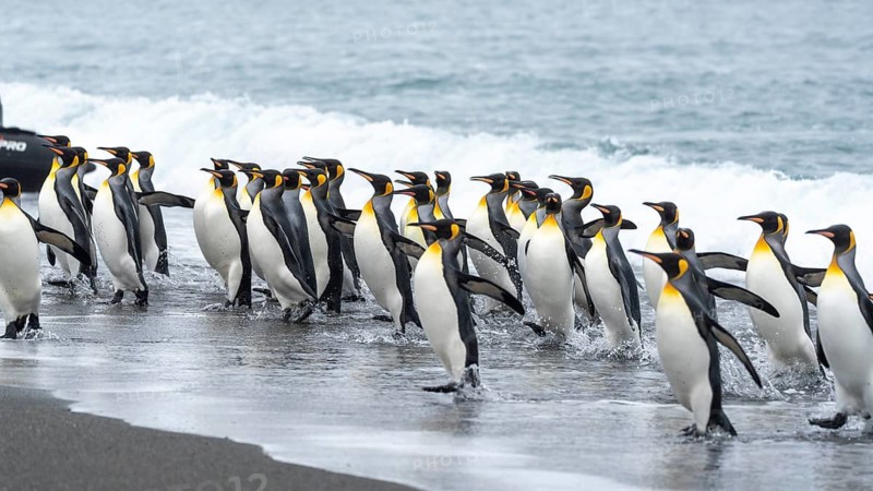 King penguins (Aptenodytes patagonicus), group wading out of the surf onto the beach, Salisbury Plain, South Georgia