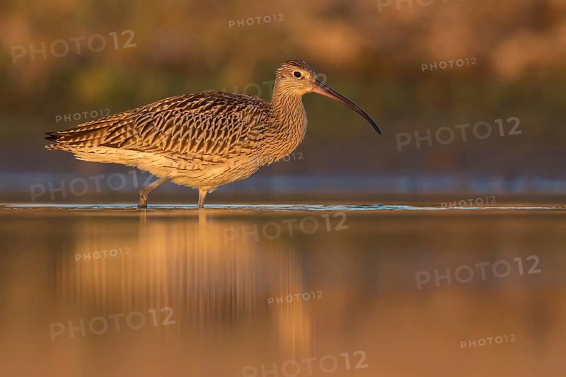 Eurasian Curlew (Numenius arquata) foraging, Poland