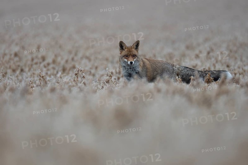 Red fox (Vulpes vulpes), Bitburg, Rhineland-Palatinate, Germany