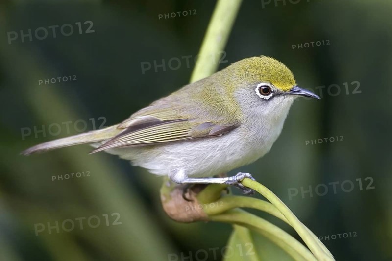 Christmas White-eye (Zosterops natalis), Christmas Island, Australia