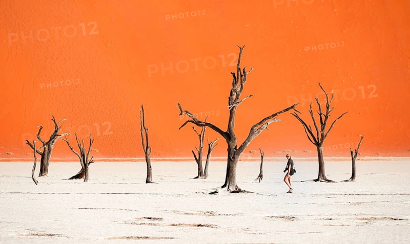 Dead camel thorn trees (Vachellia erioloba), red sand dunes, white salt pan, Dead Vlei, Sossusvlei, Namib Desert, Namib-Naukluft Park, Namibia