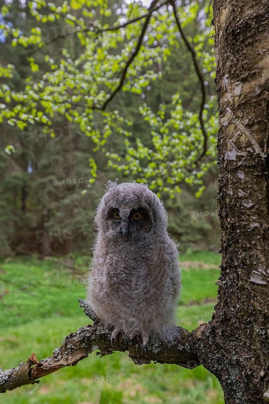 One young long-eared owl (Asio otus), sitting on a branch of a tree. Green vegetation in the background