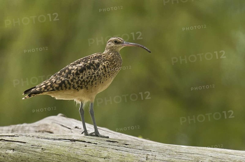 Bristle-thighed Curlew (Numenius tahitiensis), Hawaii, USA