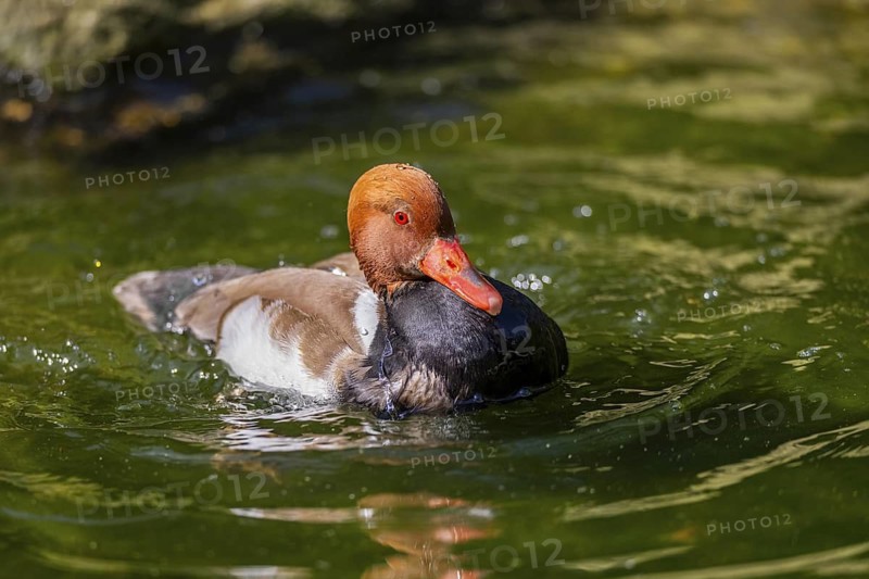 Red-crested pochard (Netta rufina) male and female pairing in lake in summer, Bavaria, Germany