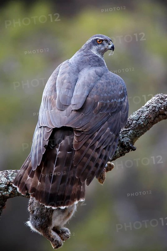 Northern Goshawk (Accipiter gentilis) female with prey, Madrid, Spain