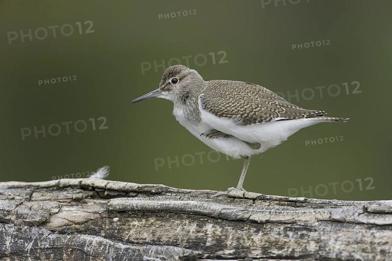 Common Sandpiper (Actitis hypoleucos), Saxony, Germany
