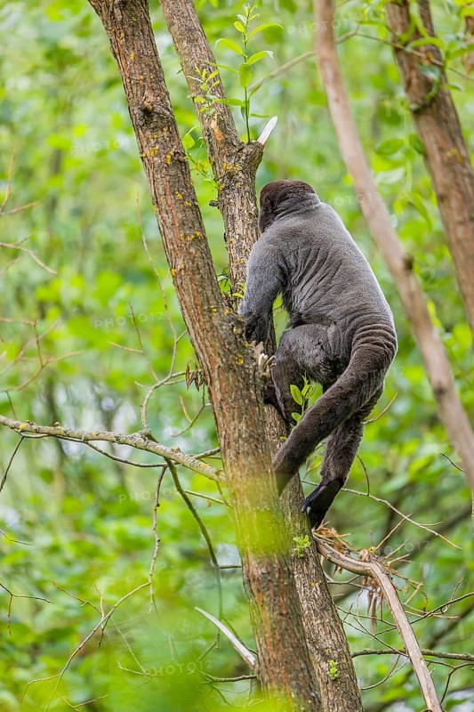 A common woolly monkey, brown woolly monkey, or Humboldt's woolly monkey (Lagothrix lagothricha) climbs in a tree