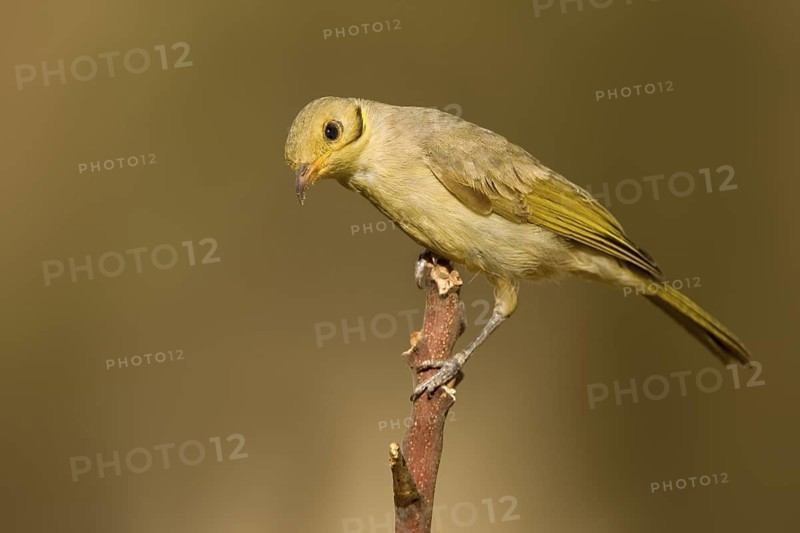 Yellow-tinted Honeyeater (Ptilotula flavescens), Western Australia, Australia
