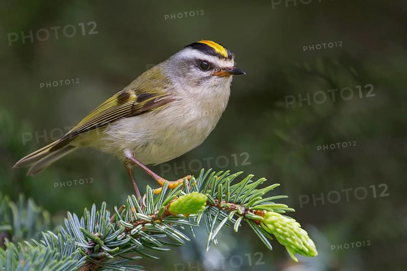 Golden-crowned Kinglet (Regulus satrapa) perched on a branch in Seward, Alaska