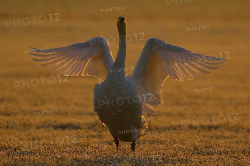 Whooper Swan (Cygnus cygnus) flapping, North Rhine-Westphalia, Germany