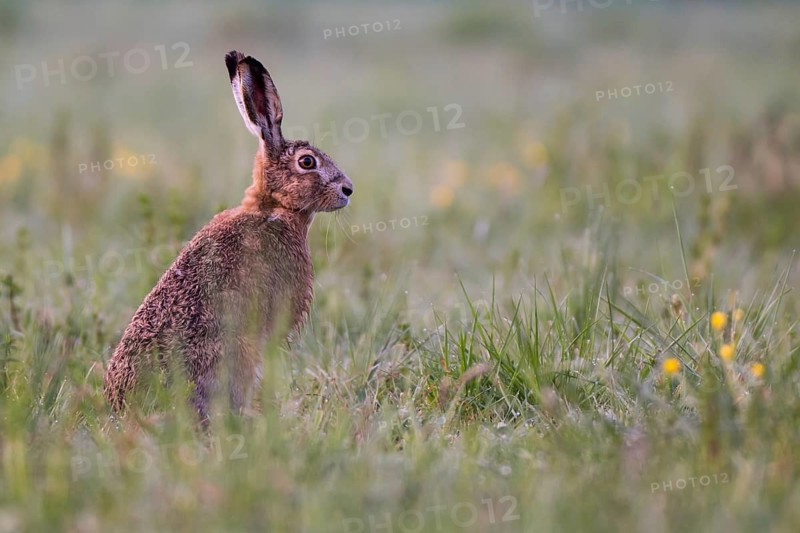 European hare (Lepus europaeus) in wet tall grass, Stuttgart, Rosensteinpark, Baden-Württemberg, Germany