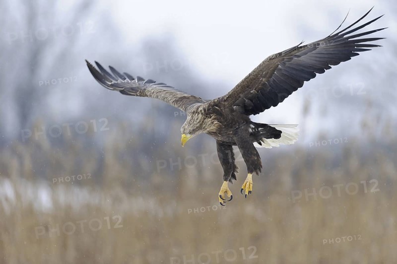White-tailed Eagle (Haliaeetus albicilla) flying, Lower Saxony, Germany