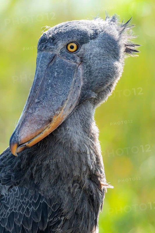 Shoebill (Balaeniceps rex), juvenile, animal portrait, swamps of Mabamba, Lake Victoria, Uganda