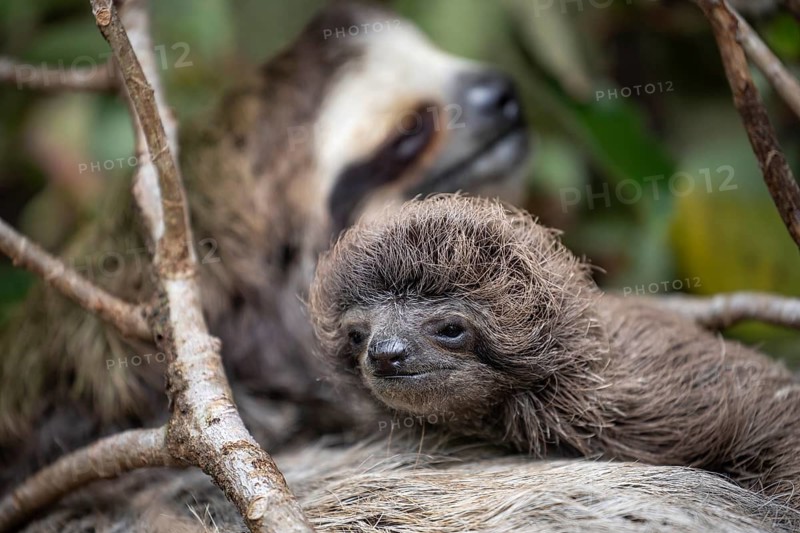 Close up of a cute baby three-toed sloth (Bradypus variegatus) resting on its mother's belly. Manzanillo, Limon, Costa Rica