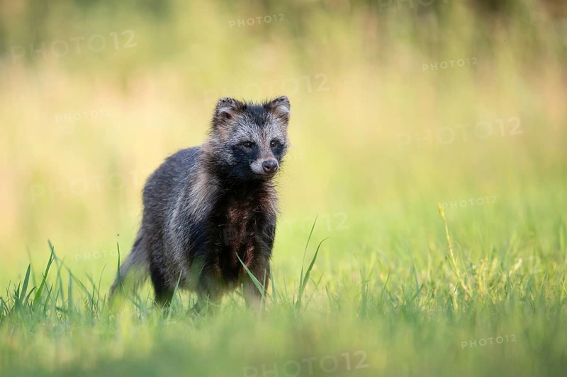 Raccoon dog (Nyctereutes procyonoides) looking curiously at a forest clearing, portrait, Podlaskie Voivodeship, Poland
