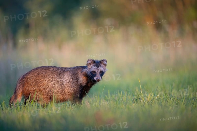 Raccoon dog (Nyctereutes procyonoides) looking curiously at a forest clearing, portrait, Podlaskie Voivodeship, Poland