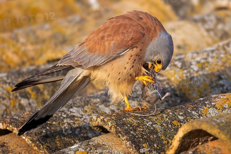 Lesser kestrel (Falco naumanni) male, hunting for mice, with mouse as prey, successful hunt, foraging, sitting on ruins, lying in wait, steppes, deserts and extensively used grasslands, Mediterranean region, Toledo, Spain