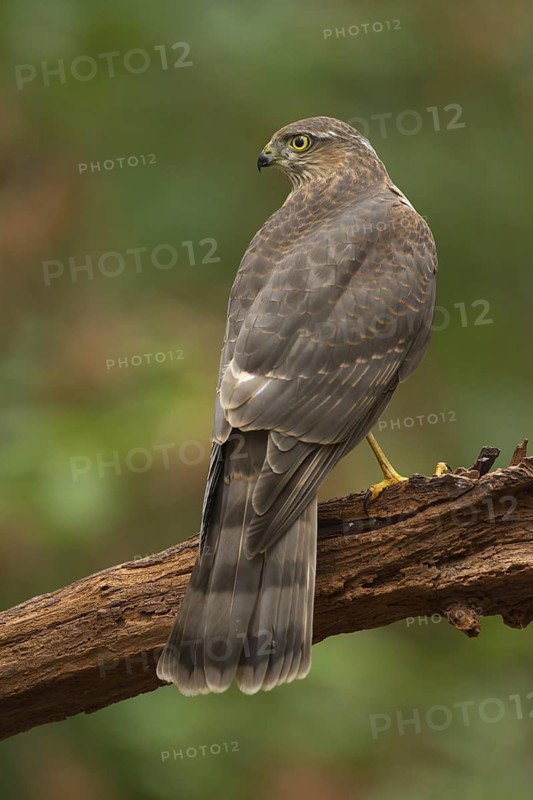 Eurasian Sparrowhawk (Accipiter nisus), Utrecht, Netherlands