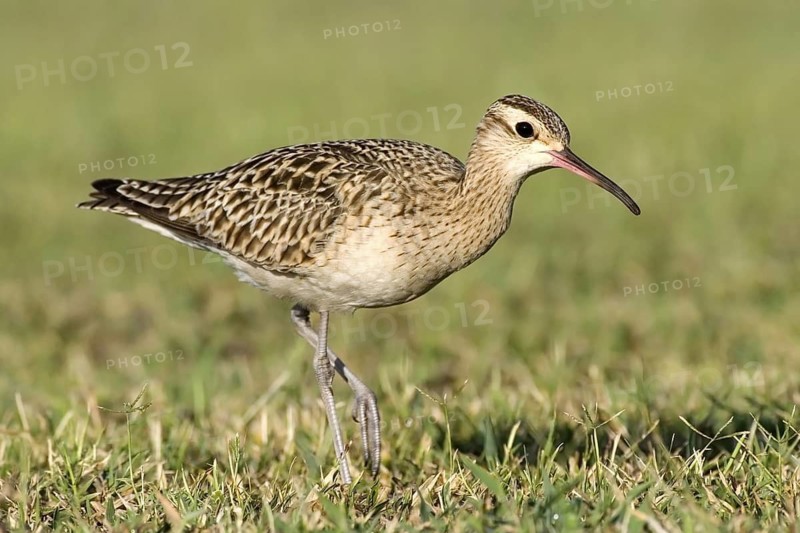 Little Curlew (Numenius minutus), Western Australia, Australia
