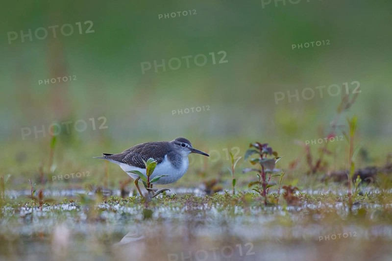 Common Sandpiper (Actitis hypoleucos) foraging, North Rhine-Westphalia, Germany