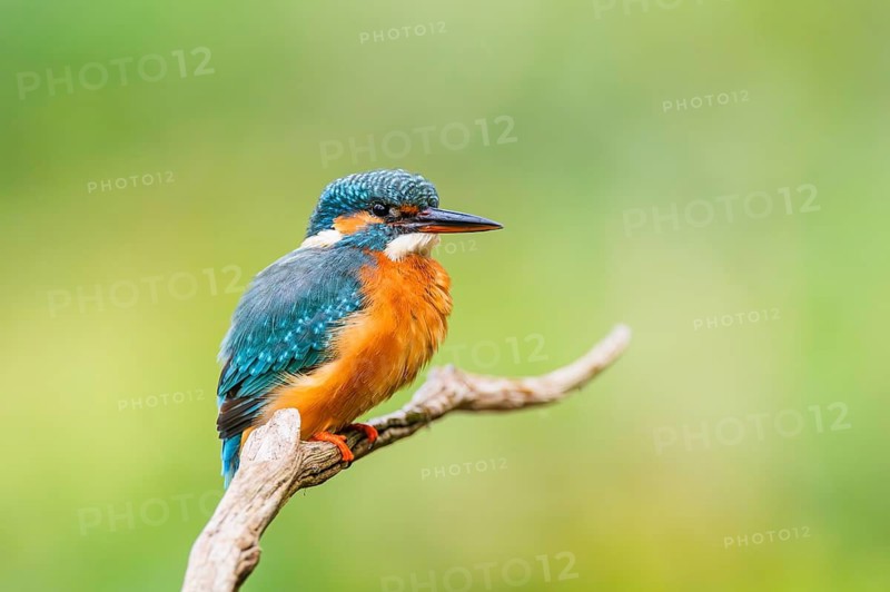 Common kingfisher (Alcedo atthis) sitting on an old wooden branch in late summer, wildife, Bavaria, Germany