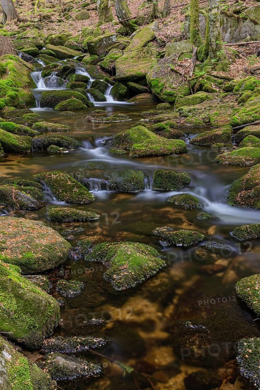 Kleine Ohe creek below Waldhaeuser village in the Bavarian Forest Nationalpark. Flowing water, little cascades, mossy stones and fresh green vegetation