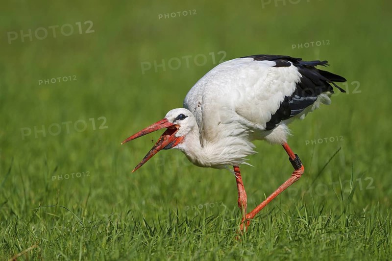 White Stork (Ciconia ciconia) foraging, North Rhine-Westphalia, Germany