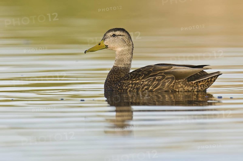 Mexican Duck (Anas diazi), Arizona, USA