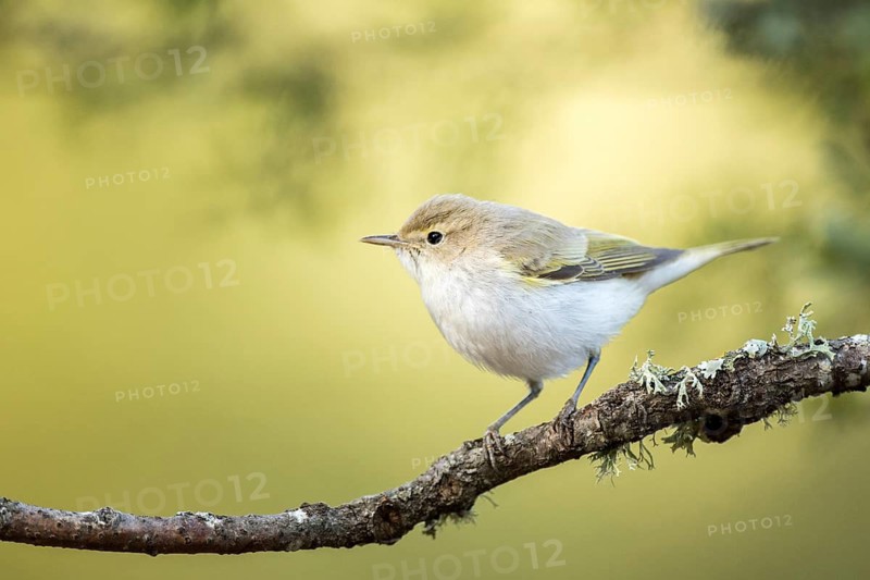 Western Bonelli's Warbler (Phylloscopus bonelli) perched on a branch, Andalusia, Spain