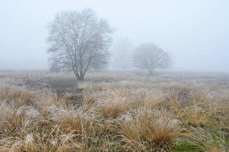 Birches in winter Rehdener Geestmoor in fog, Diepholzer Moorniederung, Rehden, Lower Saxony, Germany