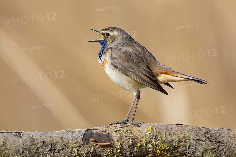 Bluethroat (Luscinia svecica cyanecula) ml Germany
