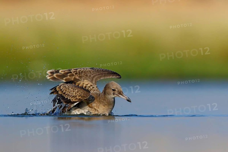Hemprich's Gull, (Ichthyaetus hemprichii), (Larus hemprichii), Fish Eagle Gull Salalah, Raysut, Dhofar, Oman