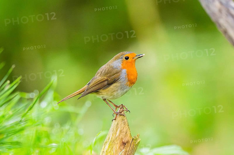 European robin (Erithacus rubecula) sitting on an old wooden branch, Bavaria, Germany