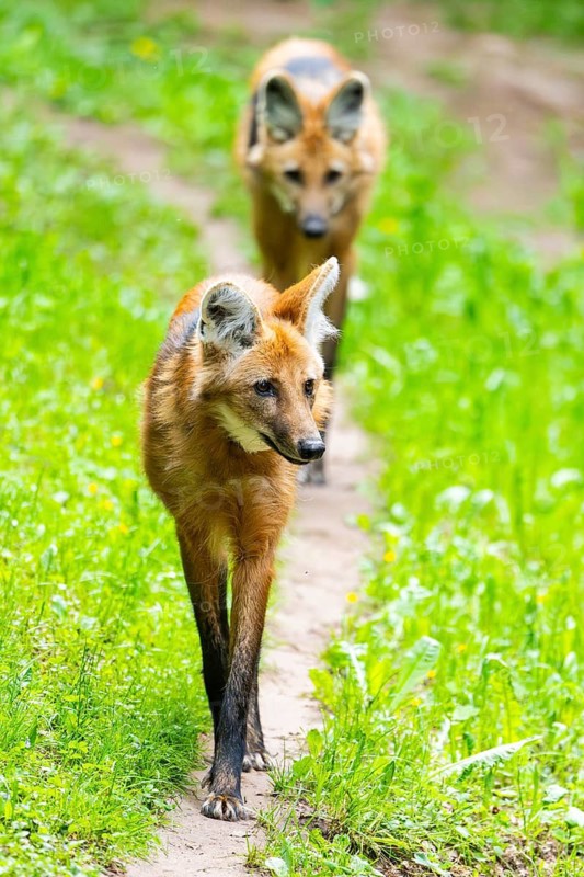 Maned wolf (Chrysocyon brachyurus) walking around, Germany