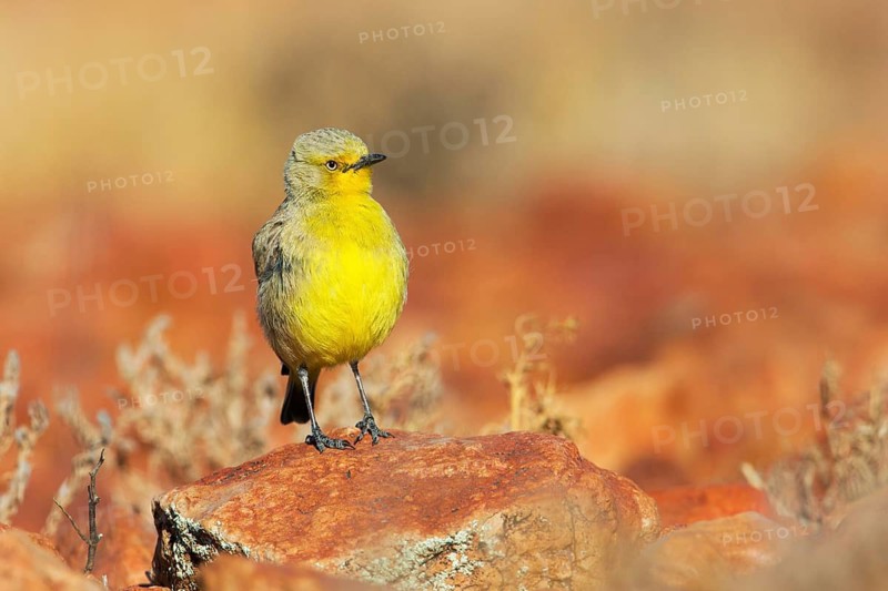 Gibberbird (Ashbyia lovensis) perched on stony ground, South Australia, Australia