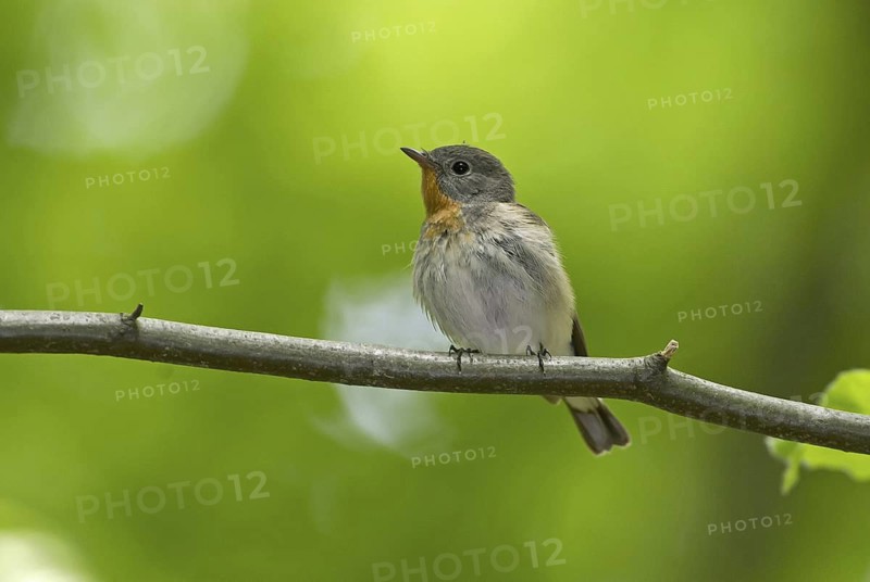 Red-breasted Flycatcher (Ficedula parva), Mecklenburg-Western Pomerania, Germany