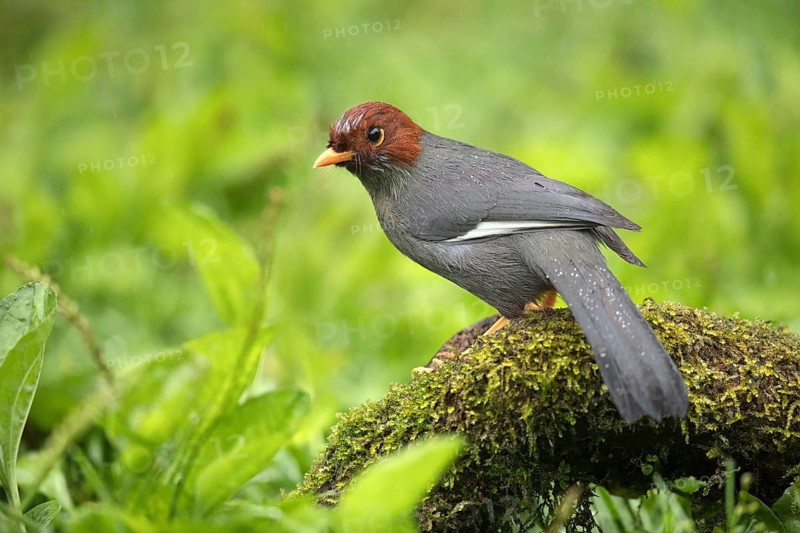 Chestnut-hooded Laughingthrush (Garrulax treacheri) perched on mossy ground, Sabah, Malaysia