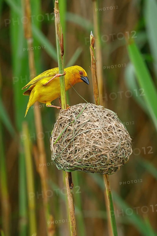 A gold weaver building a nest, iSimangaliso Wetland Park, St Lucia, KwaZulu-Natal, South Africa